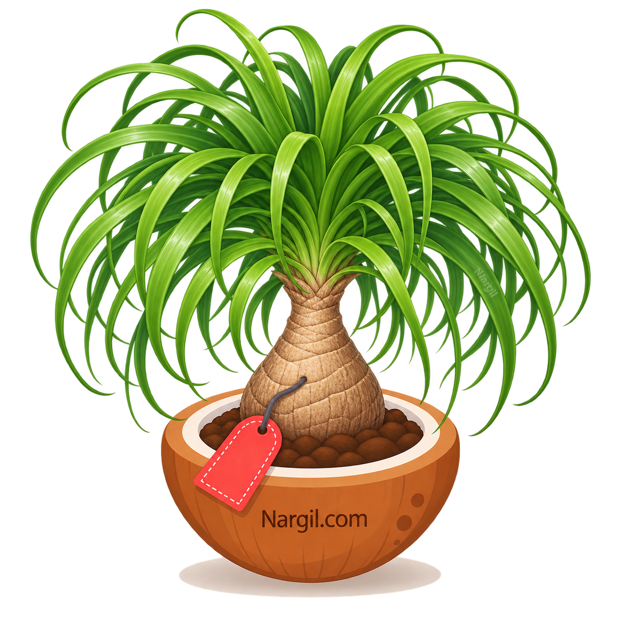 Nargil_Beaucarnea Recurvata